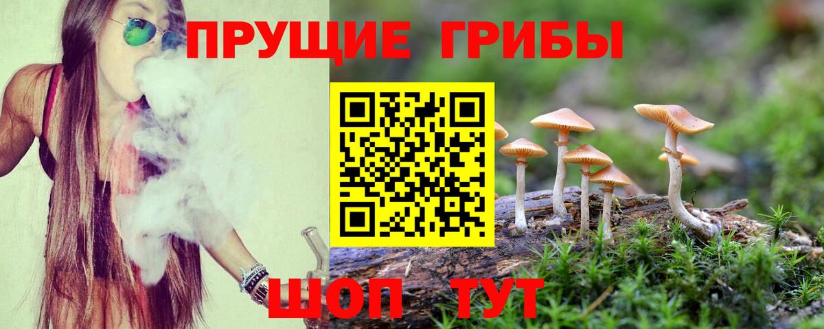 Мыски  Галлюциногенные грибы Cubensis  Вход с VPN 